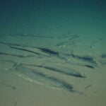 Scientists discover a deep whale graveyard that is teeming with life