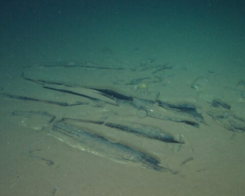 Scientists discover a deep whale graveyard that is teeming with life
