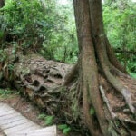 Life after death: From burned trees to bleached corals, how dead organisms live on as the building blocks of new life