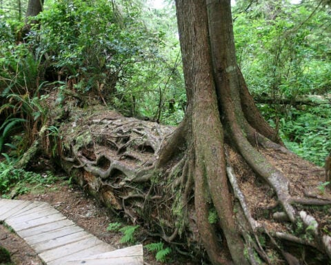 Life after death: From burned trees to bleached corals, how dead organisms live on as the building blocks of new life