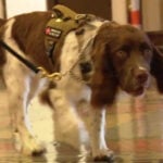 'Adds another layer': New sheriff's K-9 now working at courthouse