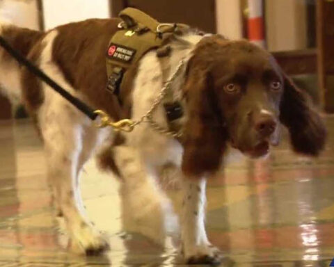 'Adds another layer': New sheriff's K-9 now working at courthouse