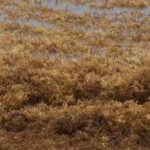 South Florida beachgoers annoyed by smelly "tsunami" of seaweed. Cities try to rake it, but it keeps coming back