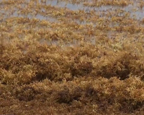 South Florida beachgoers annoyed by smelly "tsunami" of seaweed. Cities try to rake it, but it keeps coming back