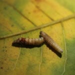 Flesh-eating screwworm has reached the US — a comeback driven by organized crime