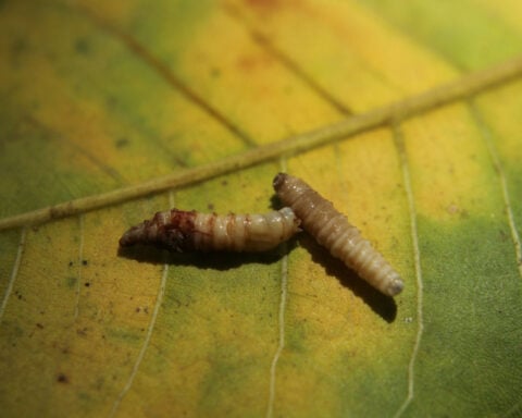 Flesh-eating screwworm has reached the US — a comeback driven by organized crime