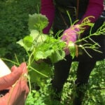 Garlic mustard is on the Prohibited Plant List in Massachusetts. Here's why.