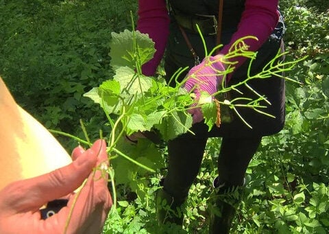 Garlic mustard is on the Prohibited Plant List in Massachusetts. Here's why.