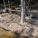 Neighbors come together to restore Goat Island