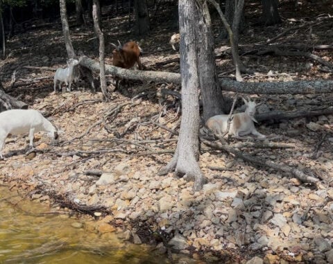 Neighbors come together to restore Goat Island