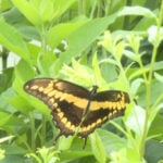 Longtime researcher celebrates his final butterfly release at Jefferson Farm