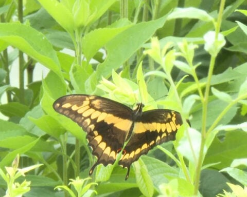 Longtime researcher celebrates his final butterfly release at Jefferson Farm