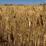 USDA cuts U.S. winter wheat harvest outlook after Plains drought