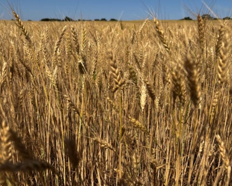 USDA cuts U.S. winter wheat harvest outlook after Plains drought