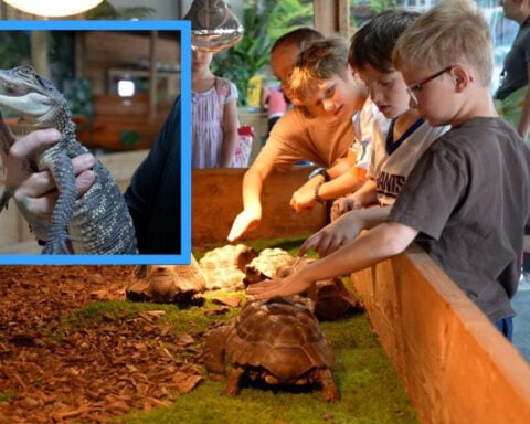 After facing closure, Idaho Reptile Zoo keeps rescuing animals and educating families