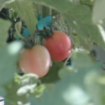 After a historically dry 2025 monsoon, local farm hoping for a bounce-back