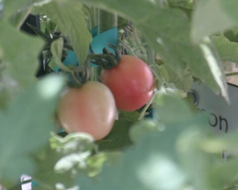 After a historically dry 2025 monsoon, local farm hoping for a bounce-back