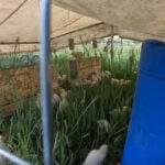 Regenerative farming helps this farmer use less water during dry year