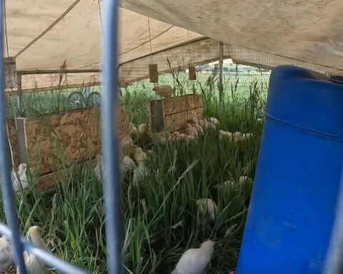 Regenerative farming helps this farmer use less water during dry year