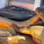 Going fishing? Officials confirm carp from Utah Lake are safe to eat after 20 years