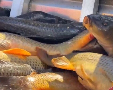 Going fishing? Officials confirm carp from Utah Lake are safe to eat after 20 years
