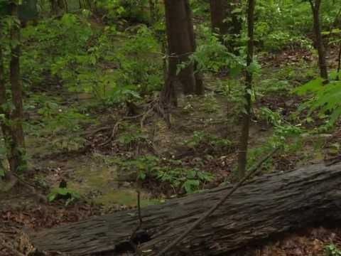 PETA adds $5K to reward for information on abused husky found in a Kentucky park