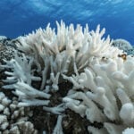 El Niño is back, and ocean temperatures are already near record highs – that can spell disaster for fish and corals