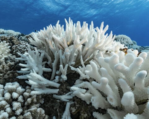 El Niño is back, and ocean temperatures are already near record highs – that can spell disaster for fish and corals