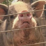 About 80 pigs were rescued from a Pennslyvania home. Pigsburgh Squealers is stepping in to help.