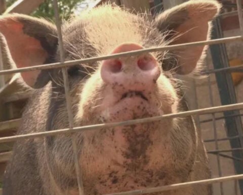 About 80 pigs were rescued from a Pennslyvania home. Pigsburgh Squealers is stepping in to help.