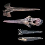 A submersible ride revealed a vast whale graveyard. And it holds more than just bones