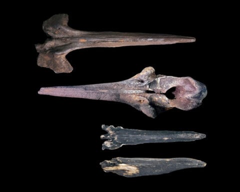 A submersible ride revealed a vast whale graveyard. And it holds more than just bones