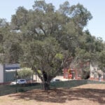 Residents fight to save oak tree slated for removal to make way for new SLO Rep Theater