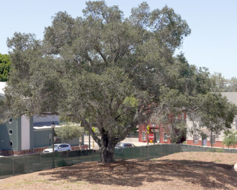 Residents fight to save oak tree slated for removal to make way for new SLO Rep Theater
