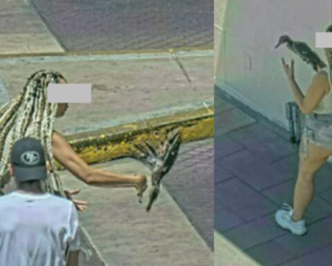 Woman facing charges for grabbing, hurting duck from Venetian Fountain, LVMPD says