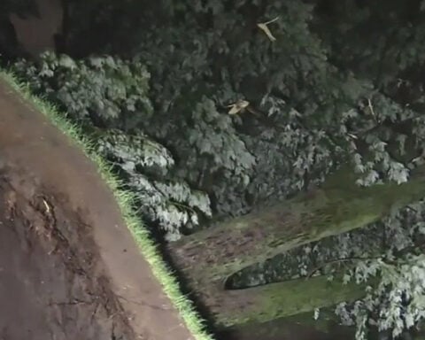 New round of storms rips down trees in parts of Chicago area