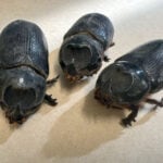 Three coconut rhinoceros beetles found dead in traps in Waikapu