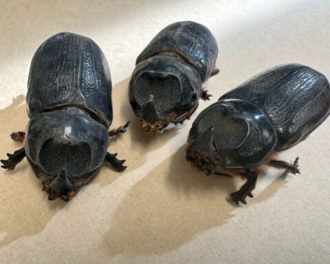 Three coconut rhinoceros beetles found dead in traps in Waikapu
