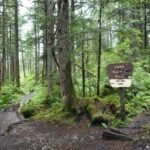 Paving paradise: Dismantling the US Roadless Rule threatens to disrupt wildlife, water and peace in the last quiet places in America
