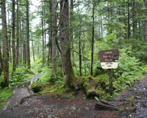 Paving paradise: Dismantling the US Roadless Rule threatens to disrupt wildlife, water and peace in the last quiet places in America
