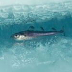 This successful Arctic fishing treaty has kept Russia, China, the US and others working together for 5 years – it could be a model for future diplomacy