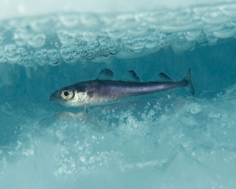 This successful Arctic fishing treaty has kept Russia, China, the US and others working together for 5 years – it could be a model for future diplomacy