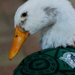Meet Merlin the duck, a Mexico City streetside regular turned World Cup mascot