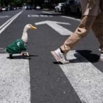 Meet Merlin the duck, a Mexico City streetside regular turned World Cup mascot