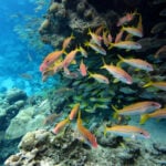 The world agreed to protect 30% of the ocean by 2030 – but marine protection can’t be judged by area alone