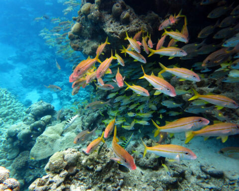 The world agreed to protect 30% of the ocean by 2030 – but marine protection can’t be judged by area alone