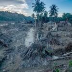 How one devastating cyclone wiped out 7% of the planet’s rarest great apes