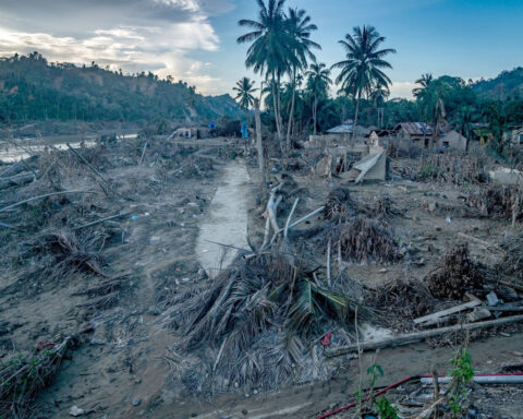 How one devastating cyclone wiped out 7% of the planet’s rarest great apes