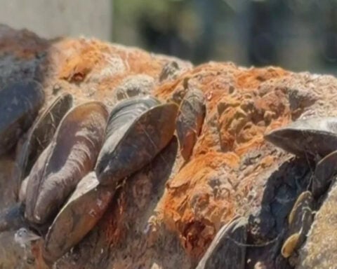 Invasive golden mussels run rampant in San Joaquin County, spark plea for federal assistance