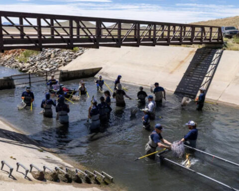 Colorado Parks and Wildlife salvages over 1,000 trout as Denver Water drains reservoir